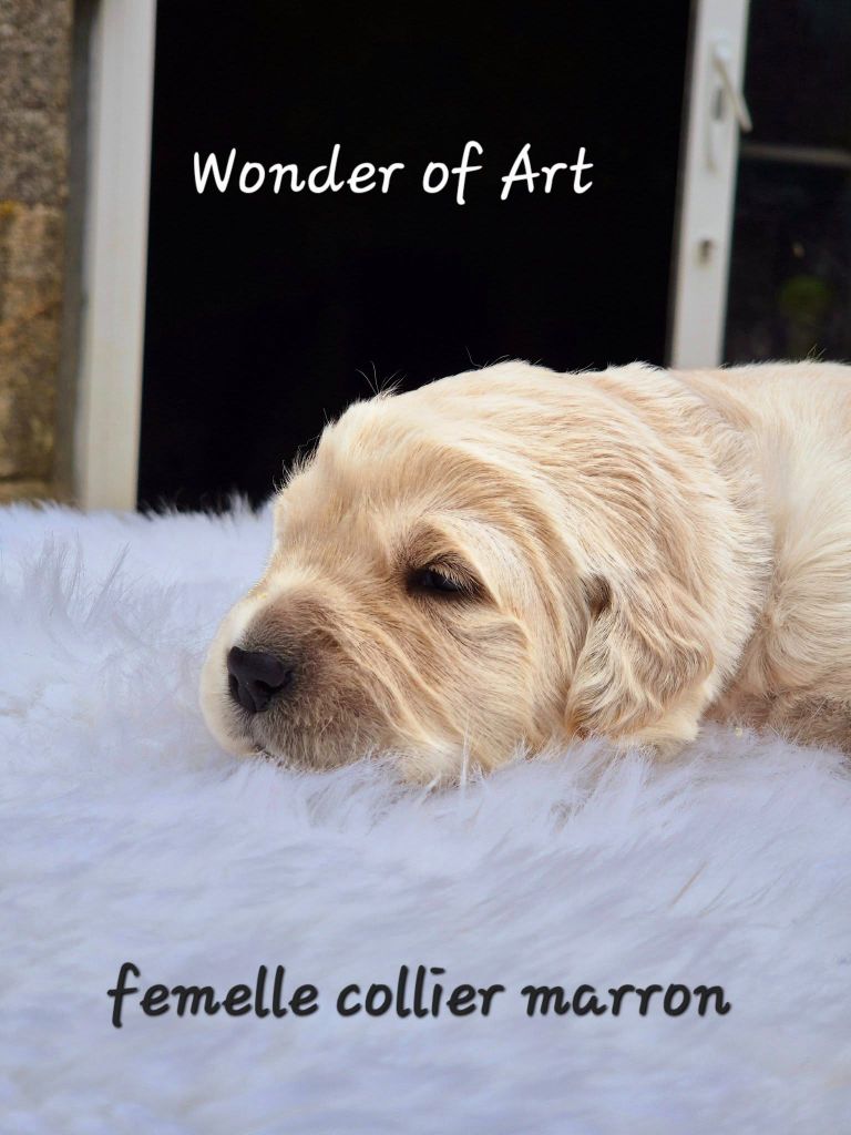 Wonder of Art - Chiot disponible  - Golden Retriever