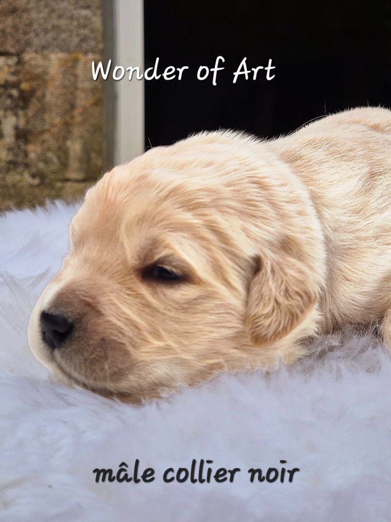 Wonder of Art - Chiot disponible  - Golden Retriever