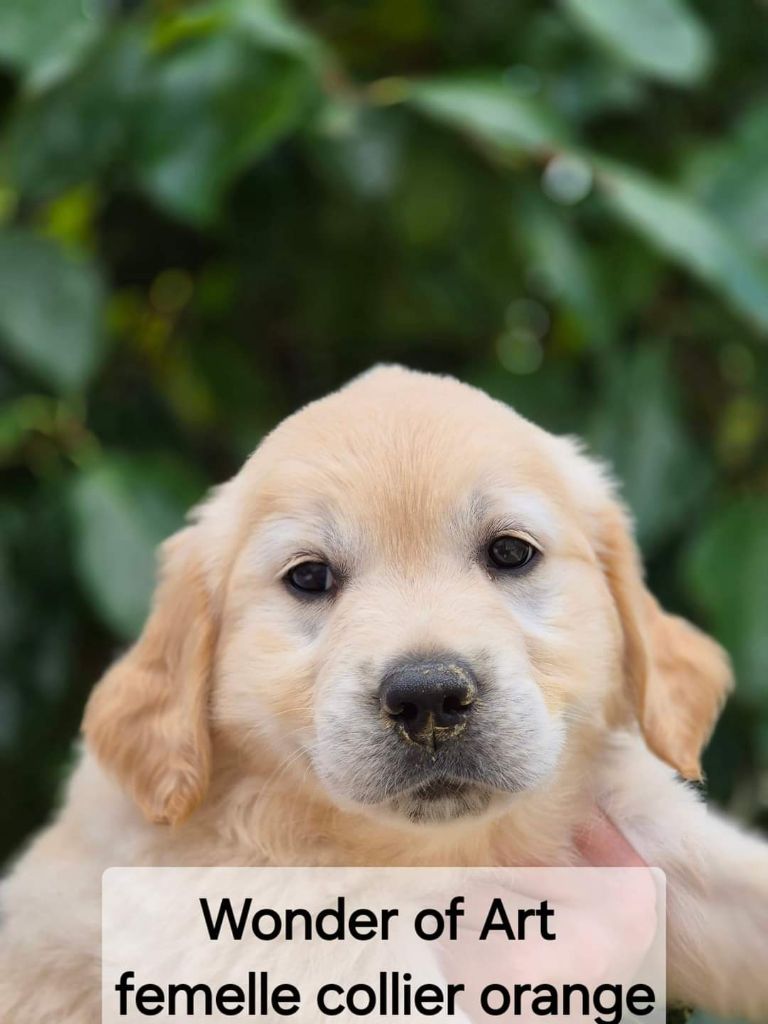 Wonder of Art - Chiot disponible  - Golden Retriever