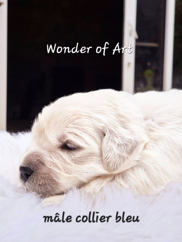 Wonder of Art - Chiot disponible  - Golden Retriever