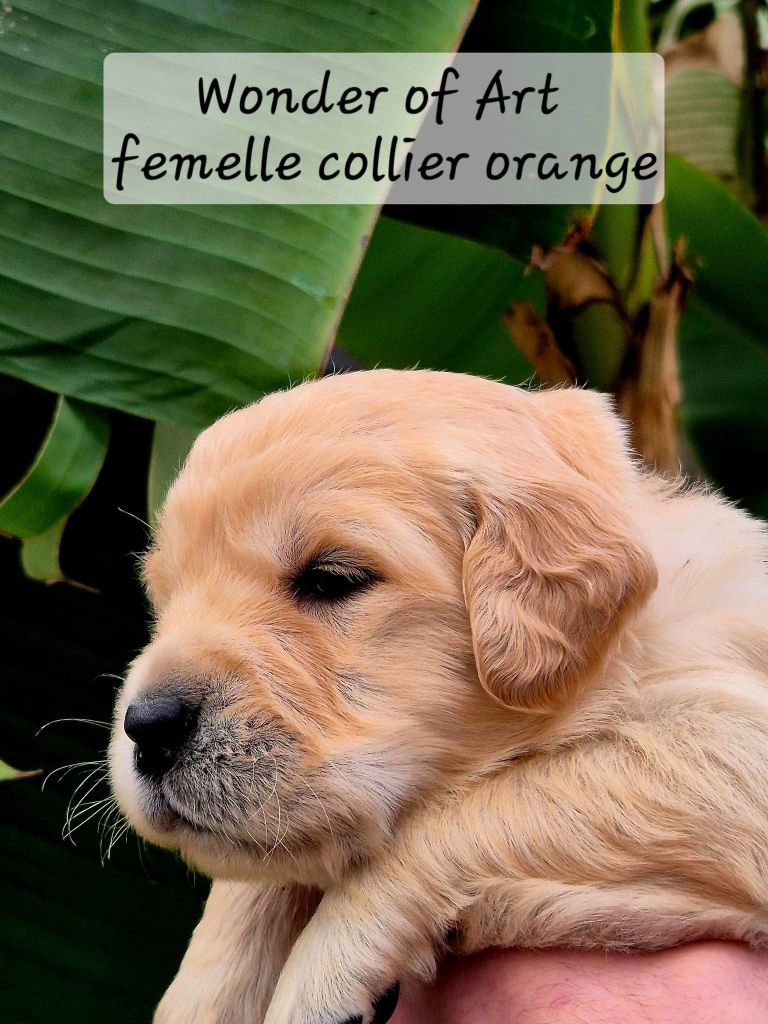 Wonder of Art - Chiot disponible  - Golden Retriever