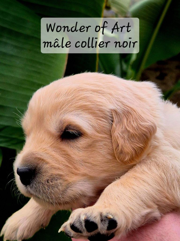 Wonder of Art - Chiot disponible  - Golden Retriever