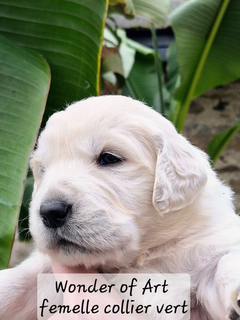 Wonder of Art - Chiot disponible  - Golden Retriever