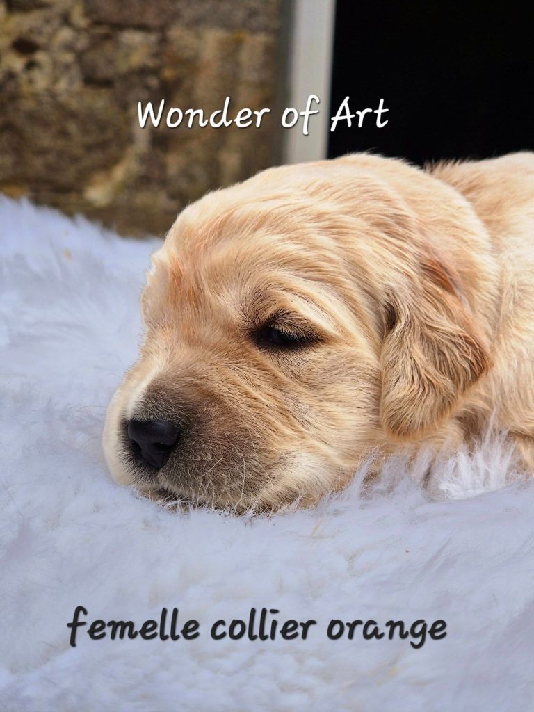 Wonder of Art - Chiot disponible  - Golden Retriever