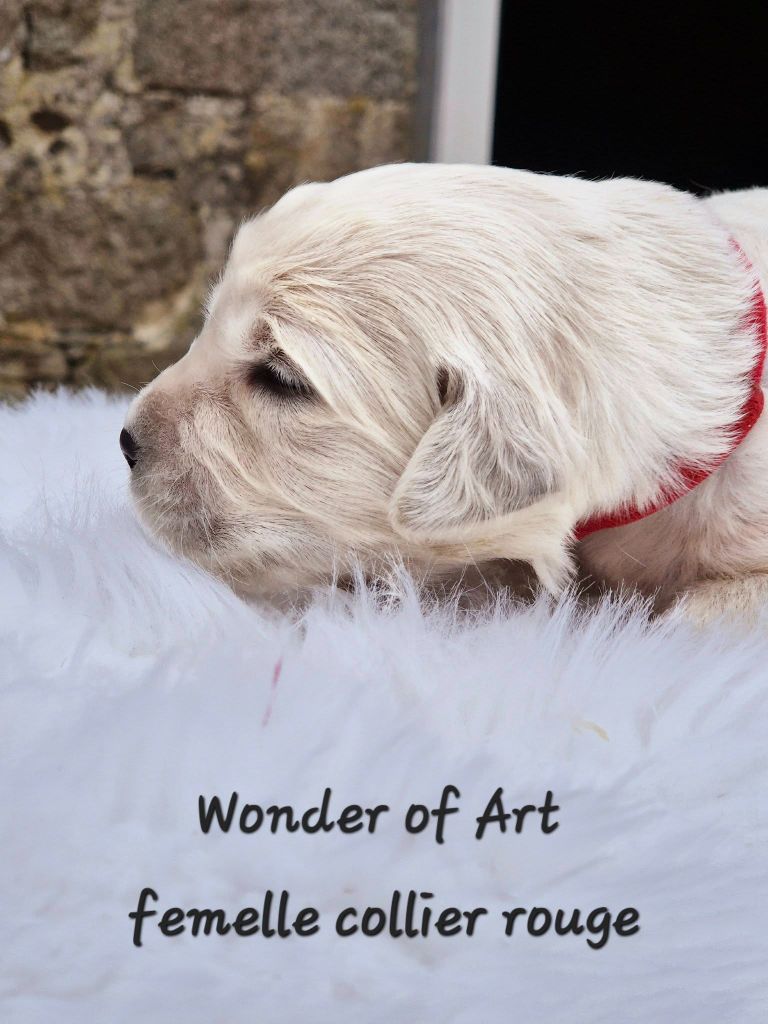 Wonder of Art - Chiot disponible  - Golden Retriever