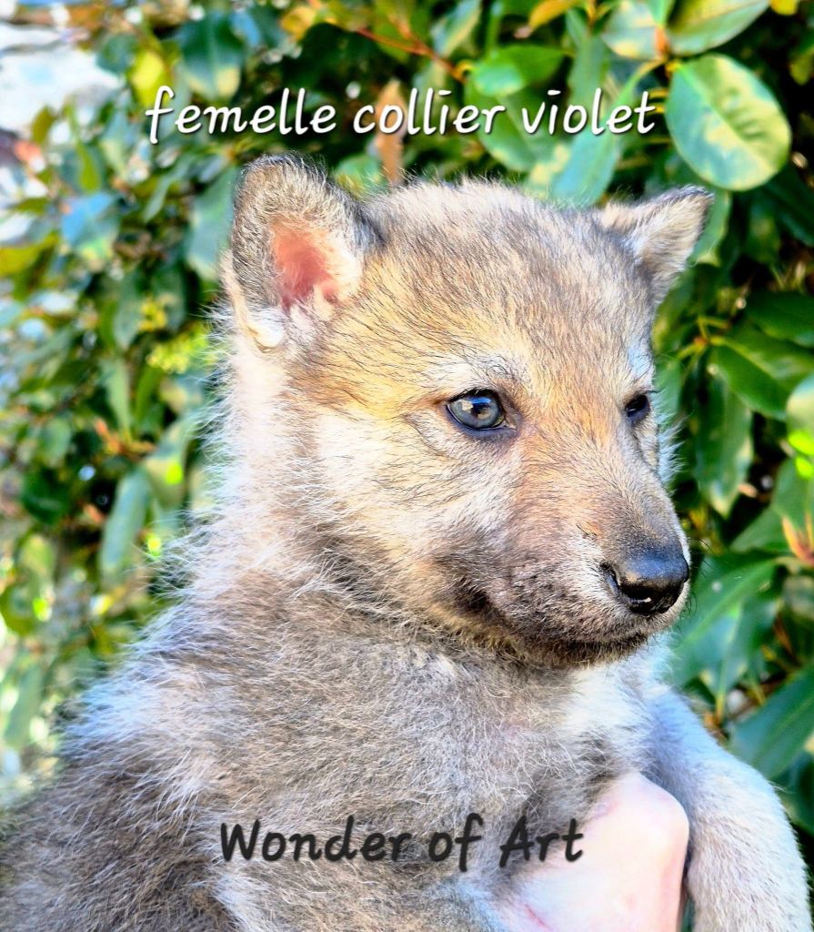 Wonder of Art - Chiot disponible  - Chien-loup tchecoslovaque