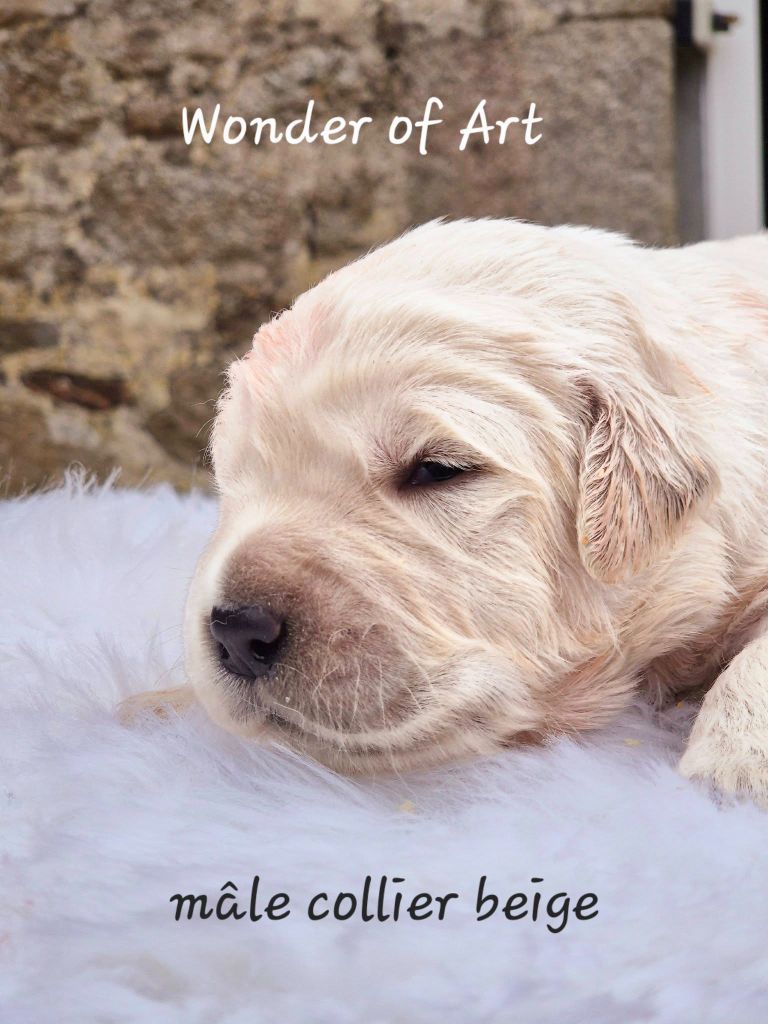 Wonder of Art - Chiot disponible  - Golden Retriever