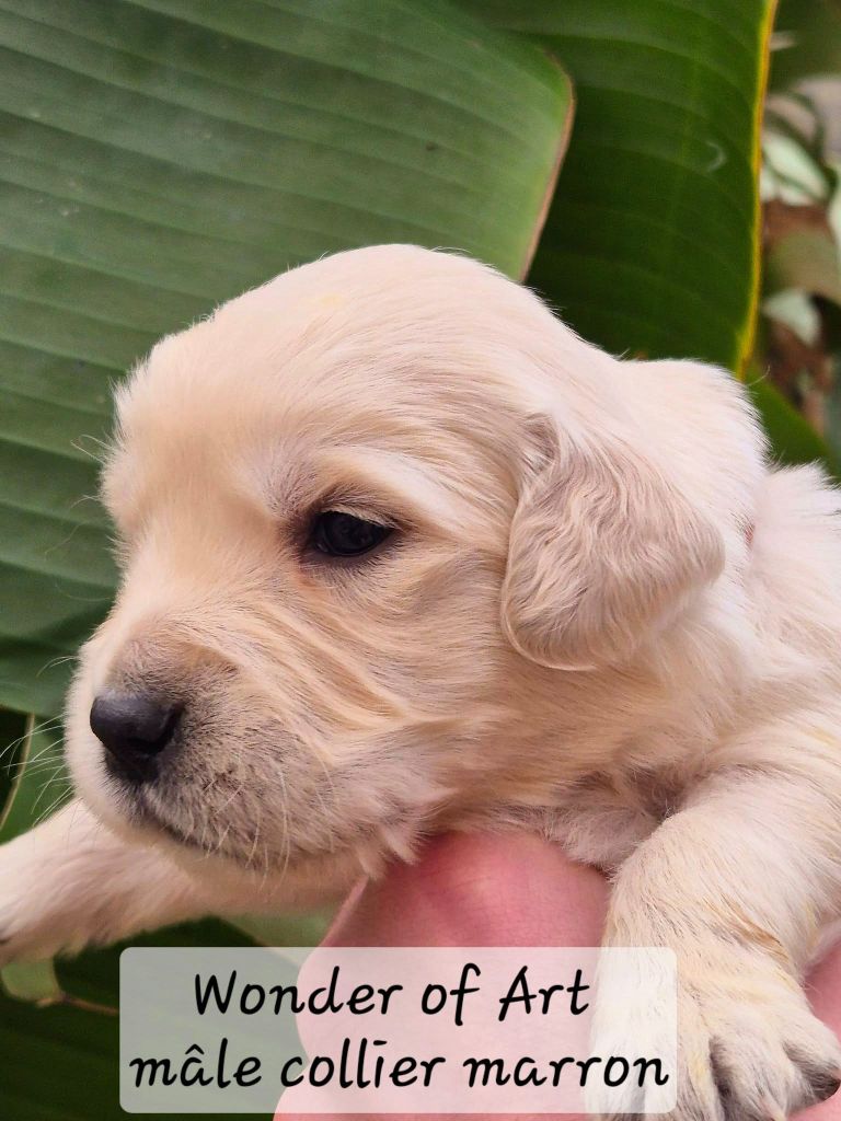 Wonder of Art - Chiot disponible  - Golden Retriever