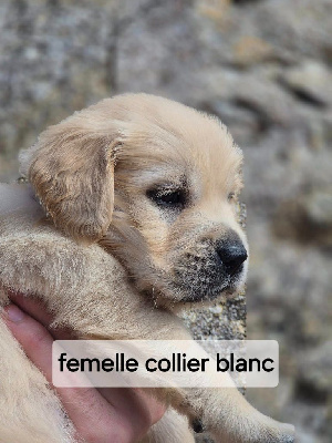 femelle collier blanc