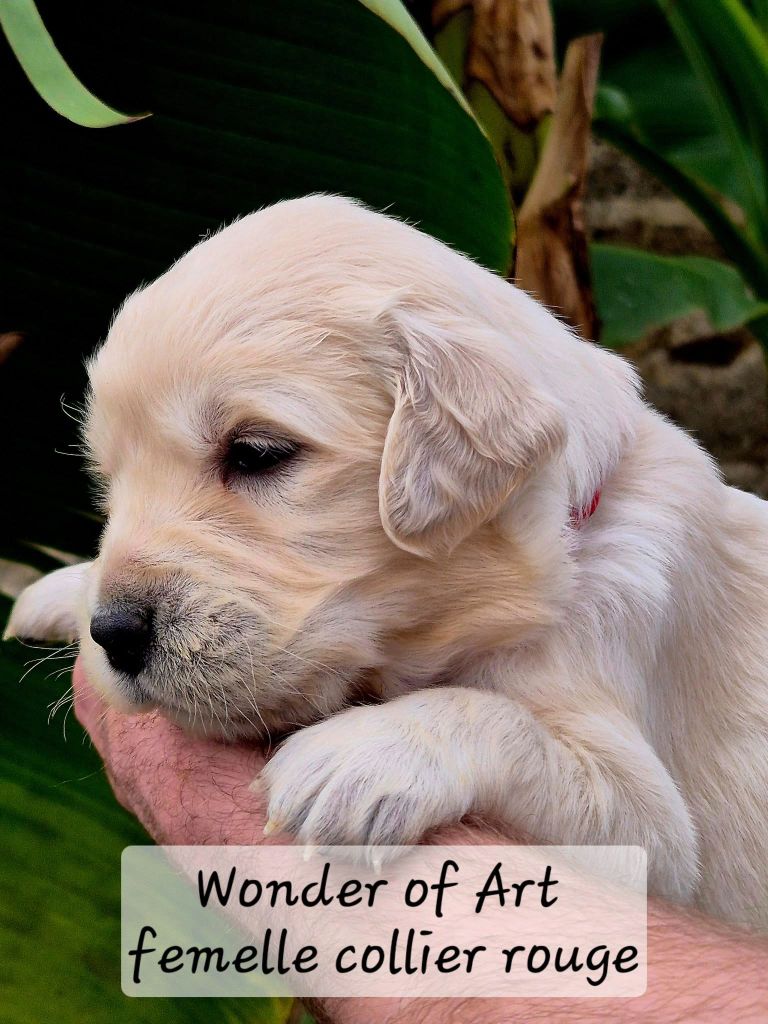 Wonder of Art - Chiot disponible  - Golden Retriever