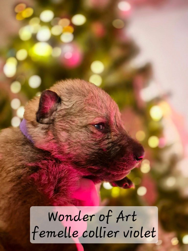 Wonder of Art - Chiot disponible  - Chien-loup tchecoslovaque