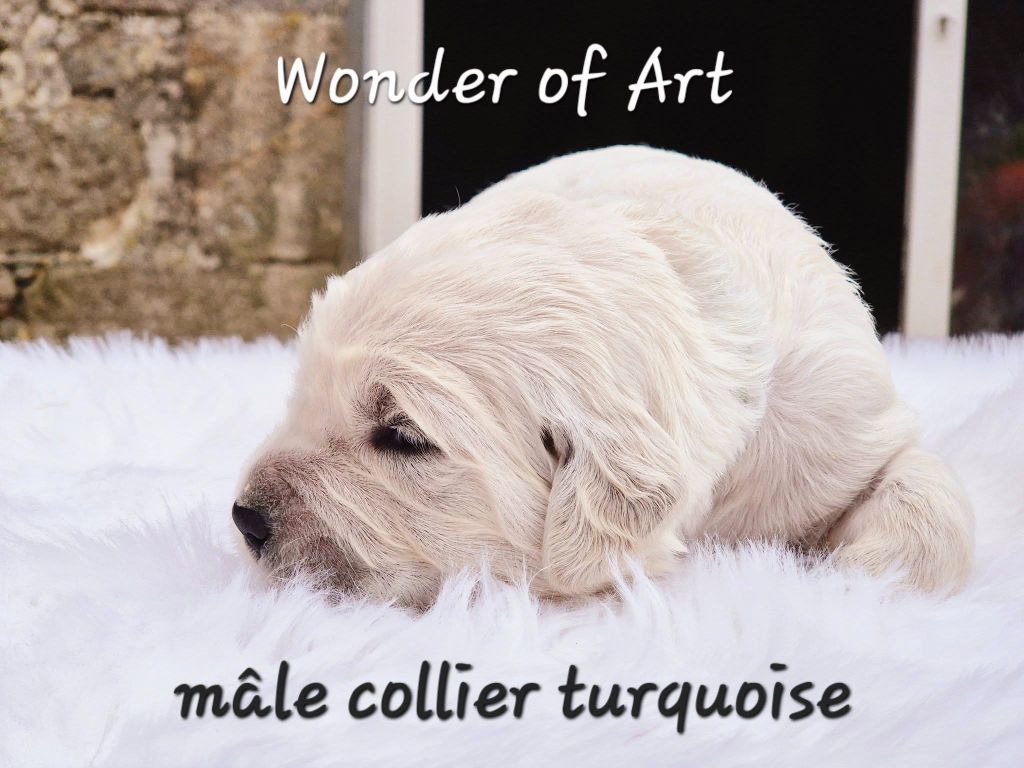 Wonder of Art - Chiot disponible  - Golden Retriever