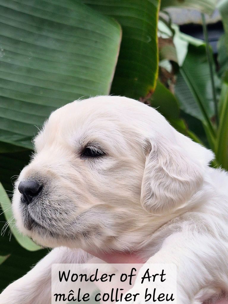 Wonder of Art - Chiot disponible  - Golden Retriever