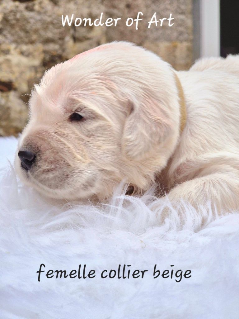 Wonder of Art - Chiot disponible  - Golden Retriever