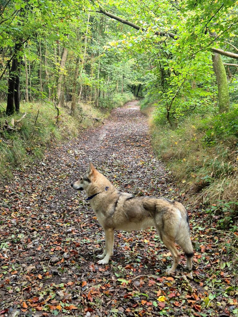 Wonder of Art The queen o f my heart