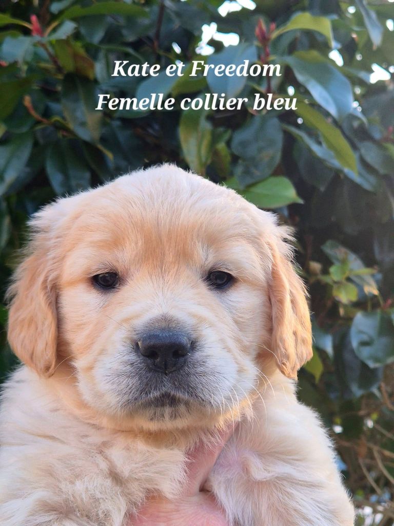 Wonder of Art - Chiots disponibles - Golden Retriever