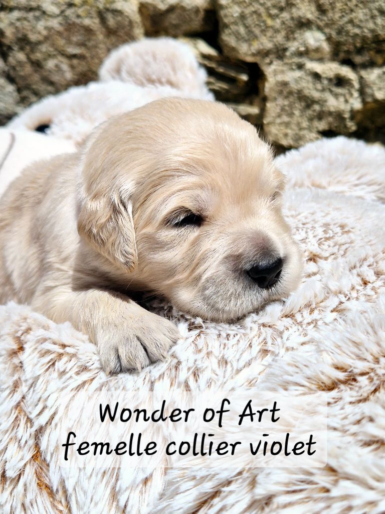 Wonder of Art - Chiots disponibles - Golden Retriever