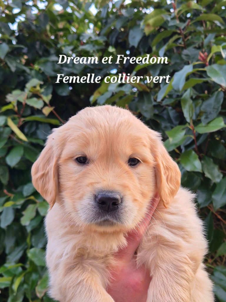 Wonder of Art - Chiots disponibles - Golden Retriever