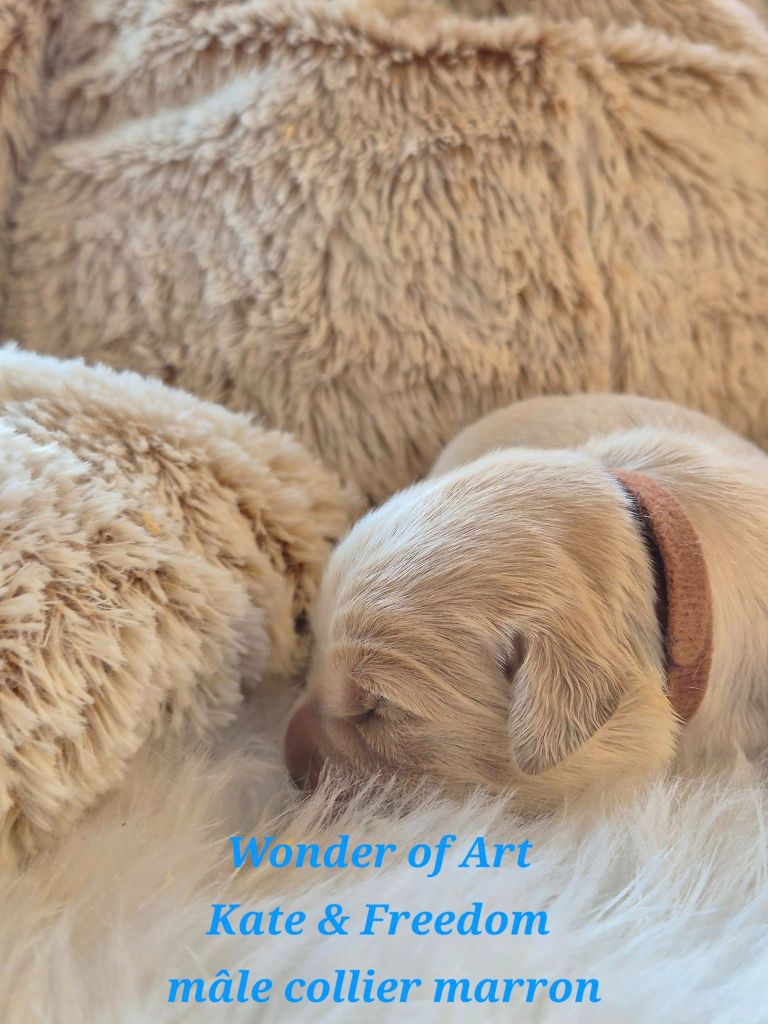 Wonder of Art - Chiots disponibles - Golden Retriever