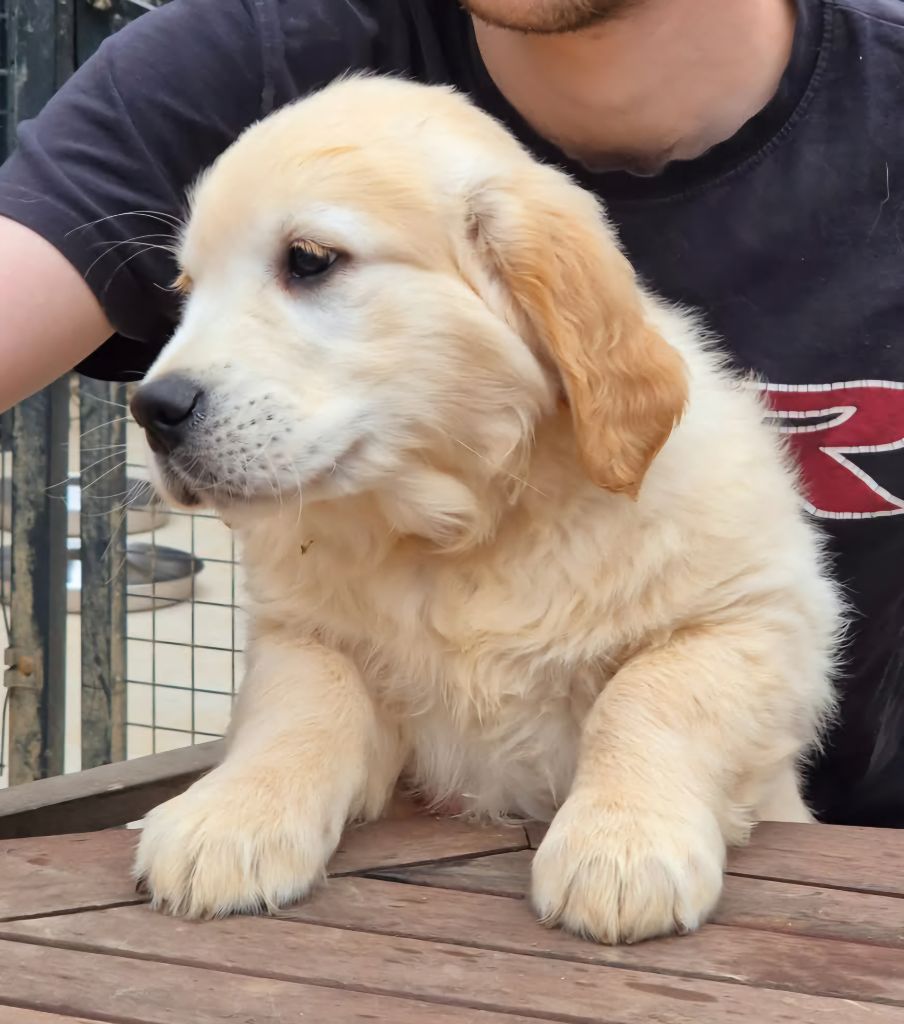 Wonder of Art - Chiots disponibles - Golden Retriever