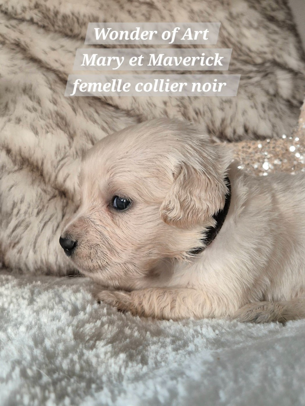 Wonder of Art - Chiots disponibles - Golden Retriever