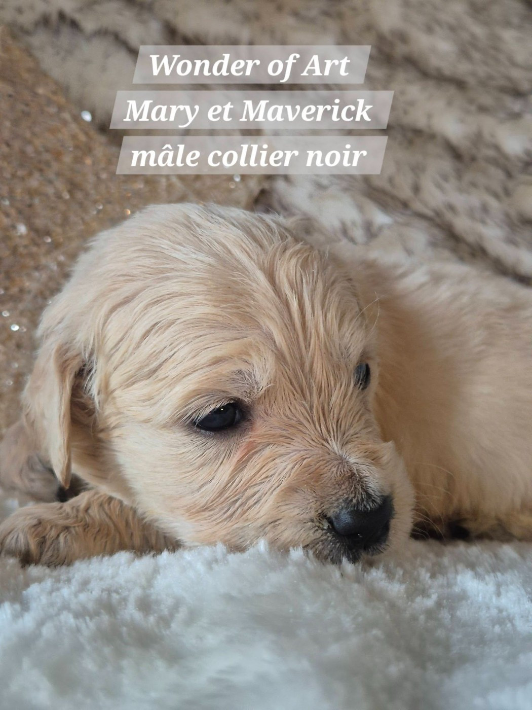 Wonder of Art - Chiots disponibles - Golden Retriever