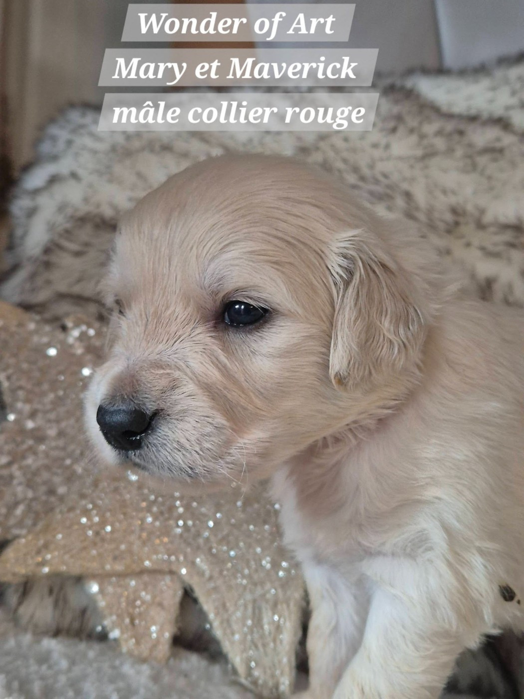Wonder of Art - Chiots disponibles - Golden Retriever