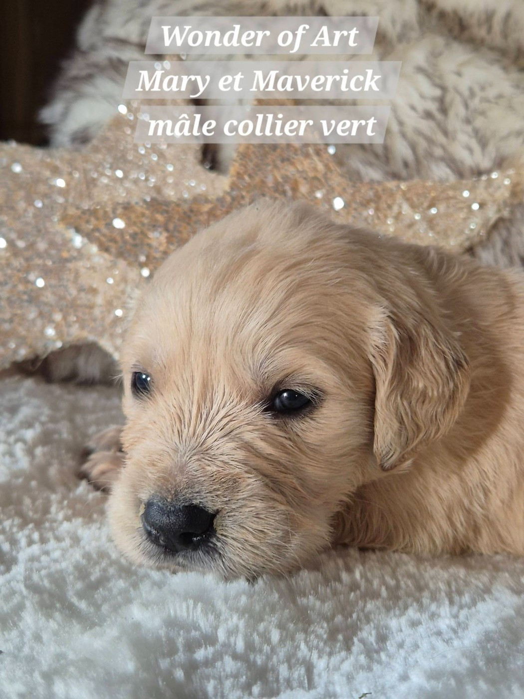 Wonder of Art - Chiots disponibles - Golden Retriever