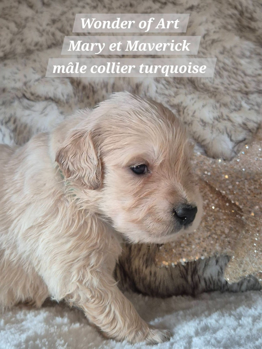Wonder of Art - Chiots disponibles - Golden Retriever