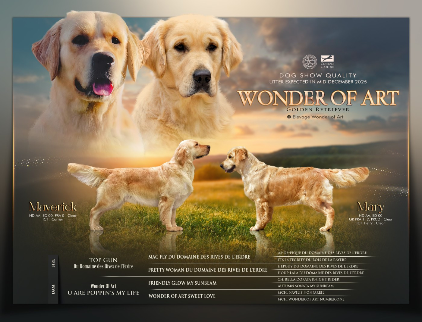 Wonder of Art - Golden Retriever - Portée née le 11/12/2025