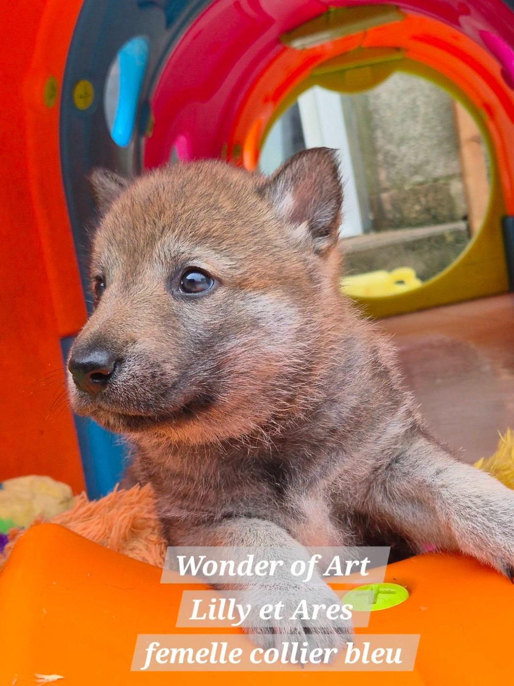 Wonder of Art - Chiots disponibles - Chien-loup tchecoslovaque