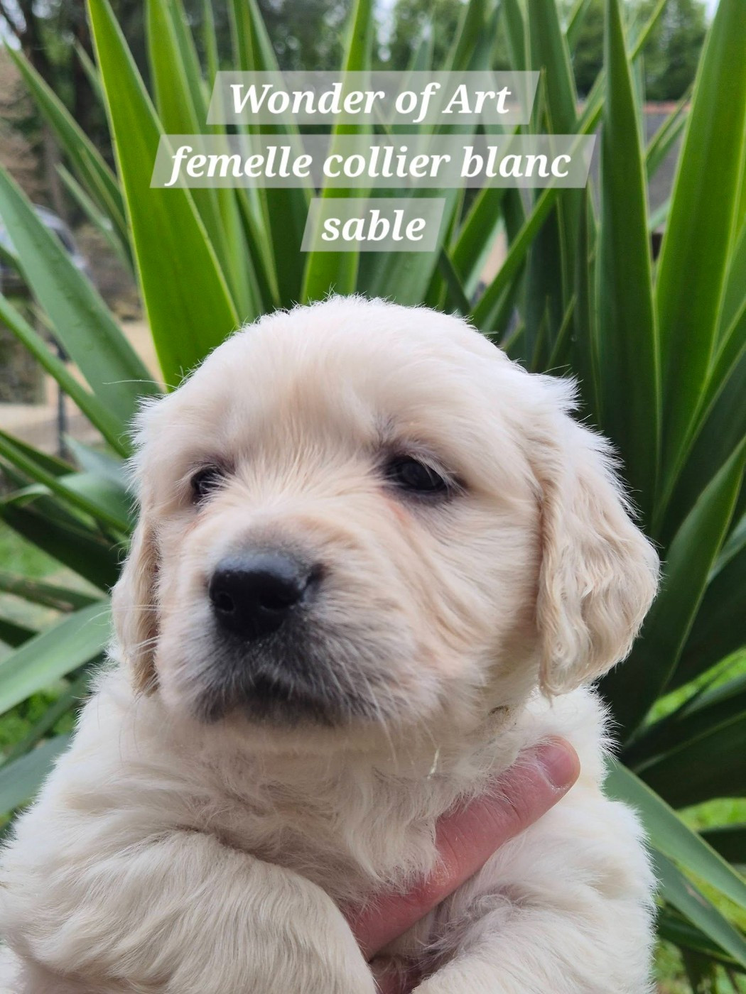 Wonder of Art - Chiots disponibles - Golden Retriever