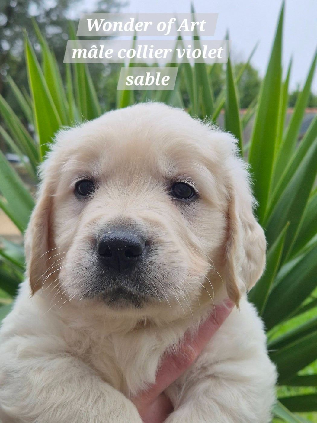 Wonder of Art - Chiots disponibles - Golden Retriever