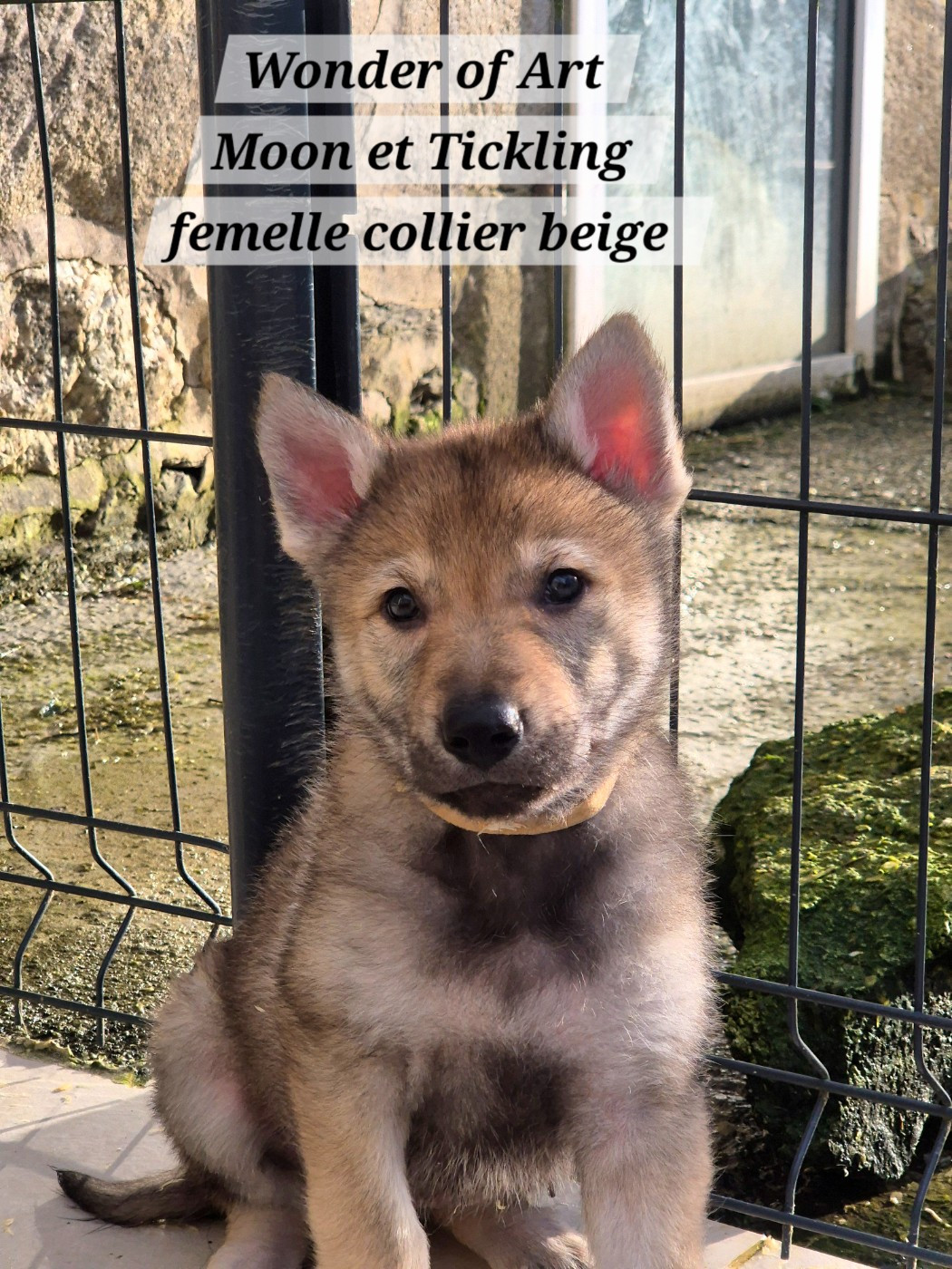 Wonder of Art - Chiots disponibles - Chien-loup tchecoslovaque