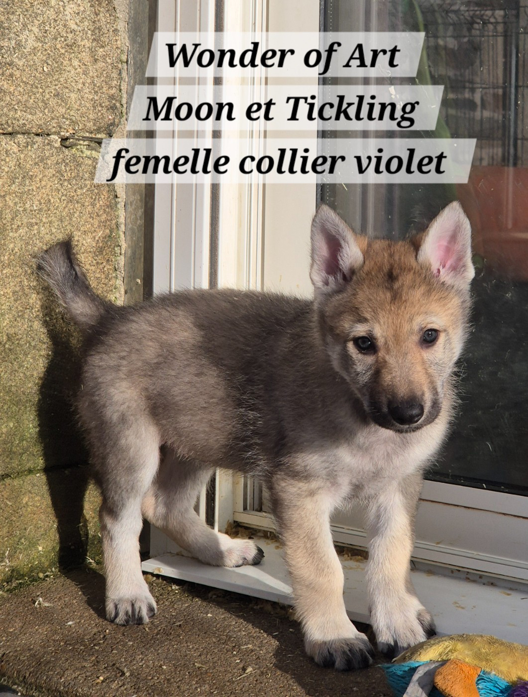 Wonder of Art - Chiots disponibles - Chien-loup tchecoslovaque