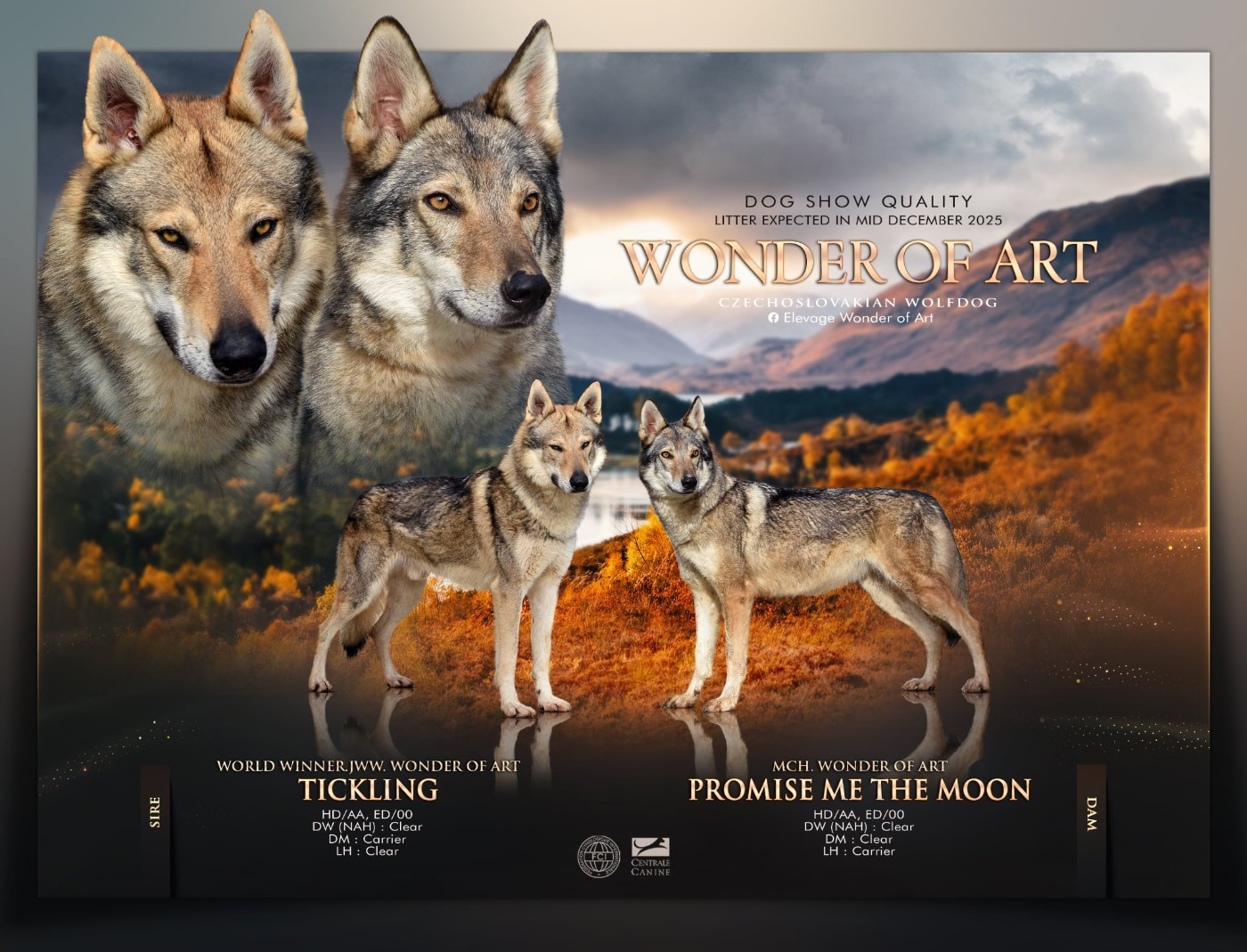 Wonder of Art - Chien-loup tchecoslovaque - Portée née le 10/12/2025