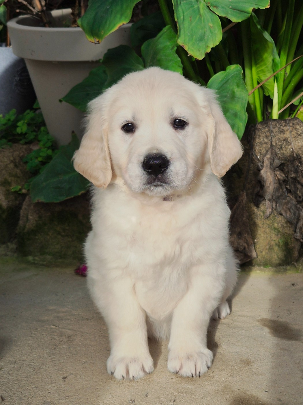 Wonder of Art - Chiots disponibles - Golden Retriever