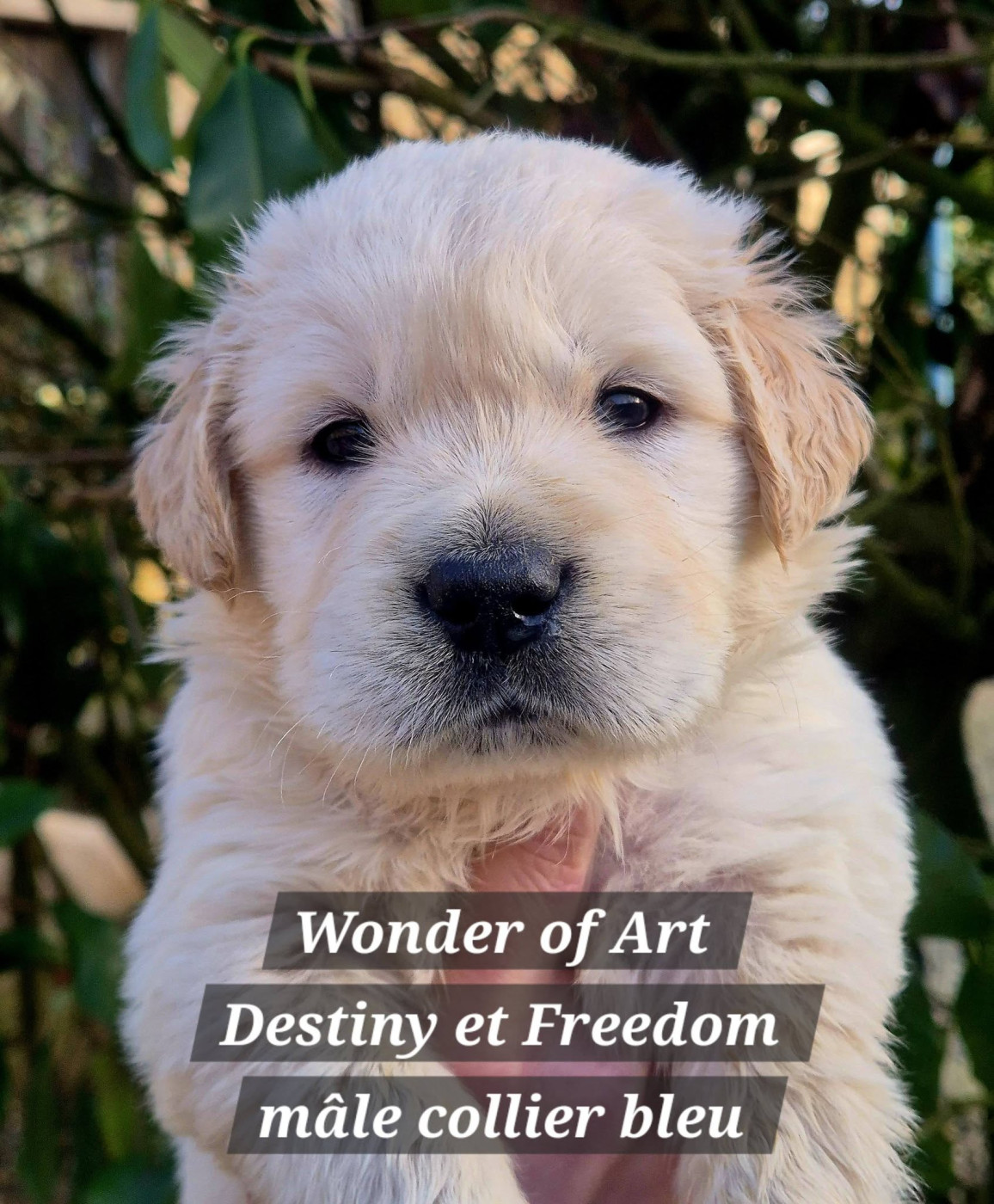Wonder of Art - Chiots disponibles - Golden Retriever