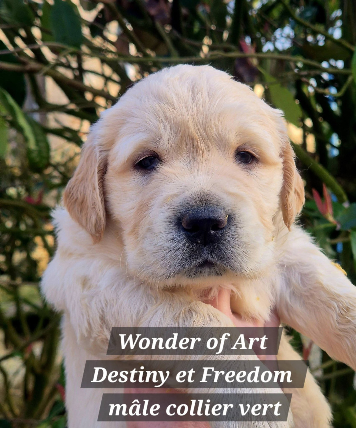 Wonder of Art - Chiots disponibles - Golden Retriever