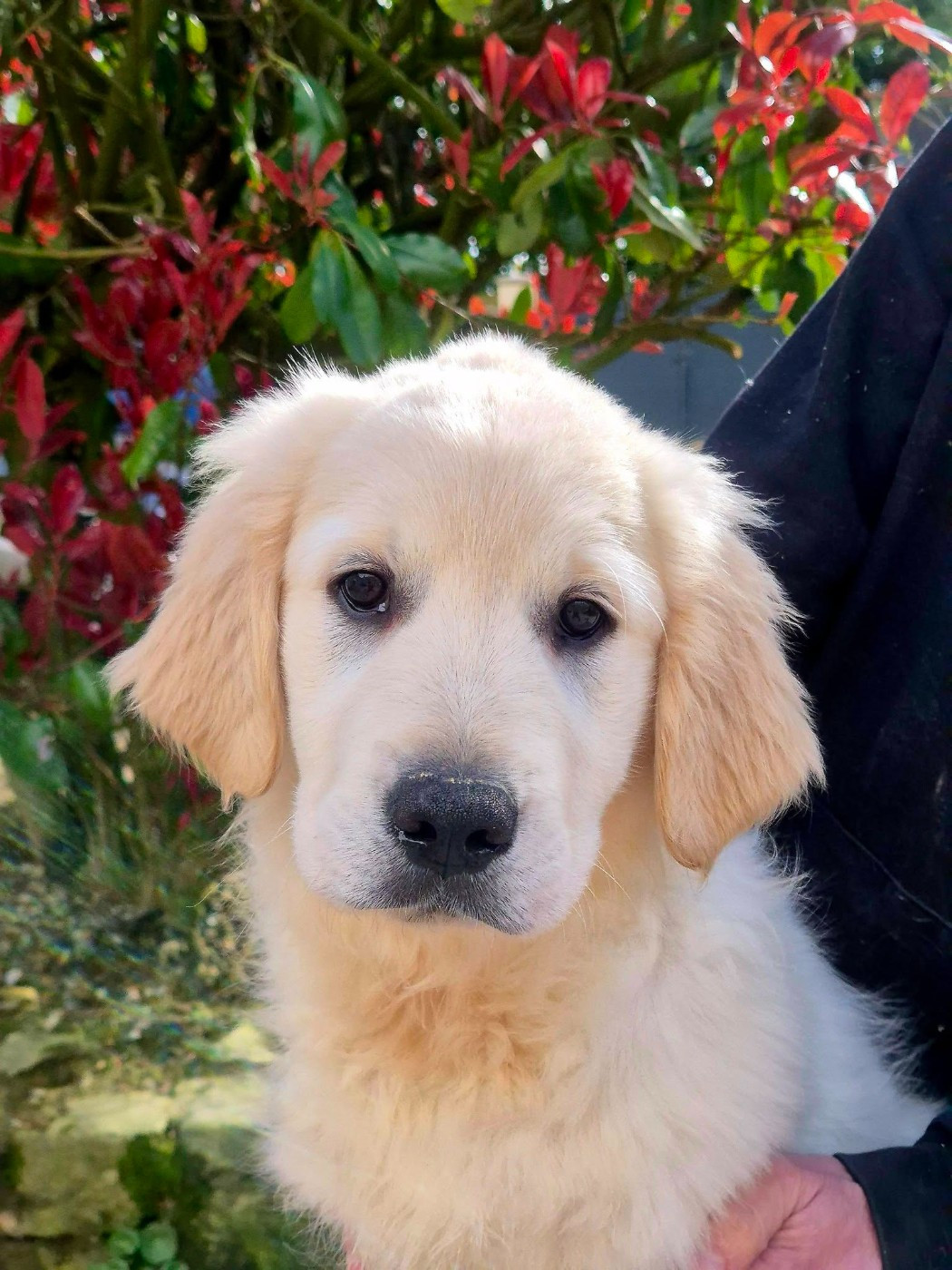 Wonder of Art - Chiots disponibles - Golden Retriever