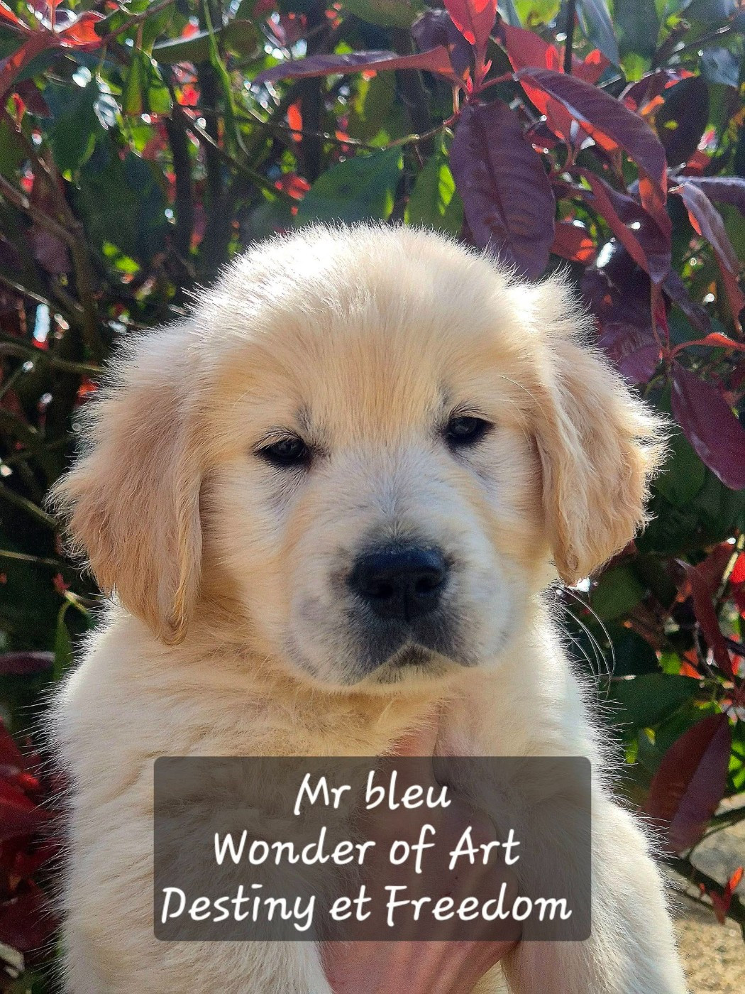 Wonder of Art - Chiots disponibles - Golden Retriever