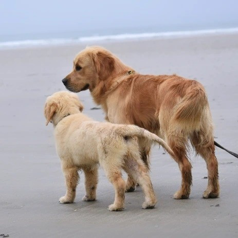 Wonder of Art - Golden Retriever - Portée née le 26/01/2026