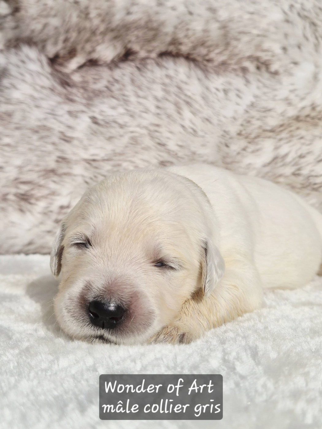 Wonder of Art - Chiots disponibles - Golden Retriever