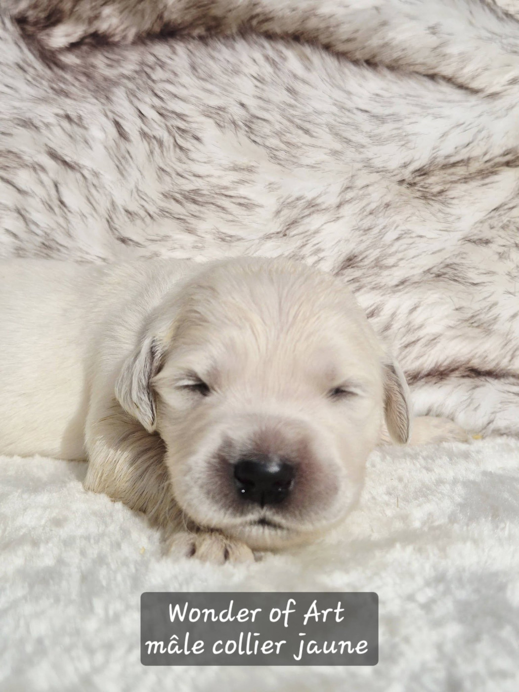 Wonder of Art - Chiots disponibles - Golden Retriever