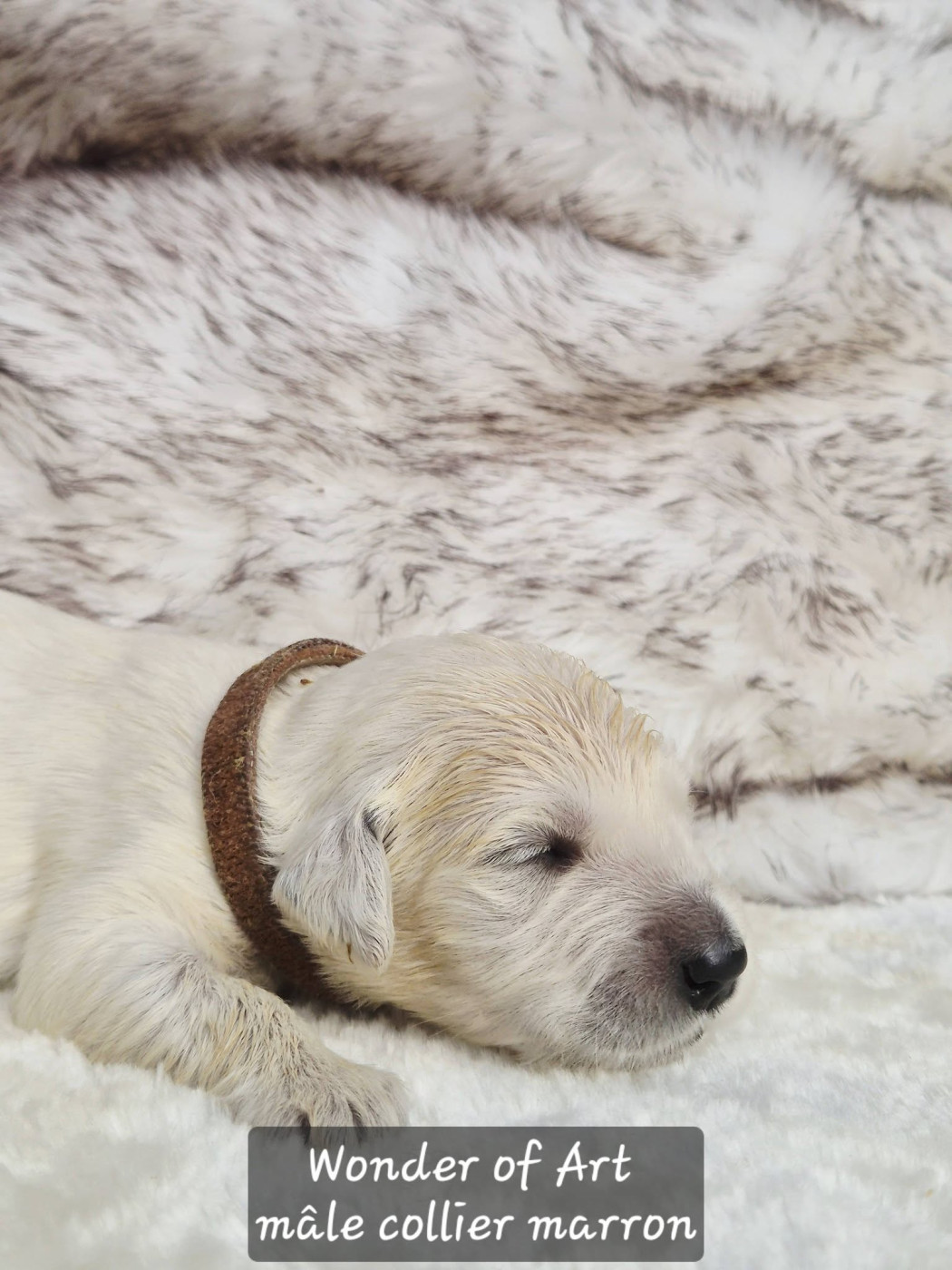 Wonder of Art - Chiots disponibles - Golden Retriever