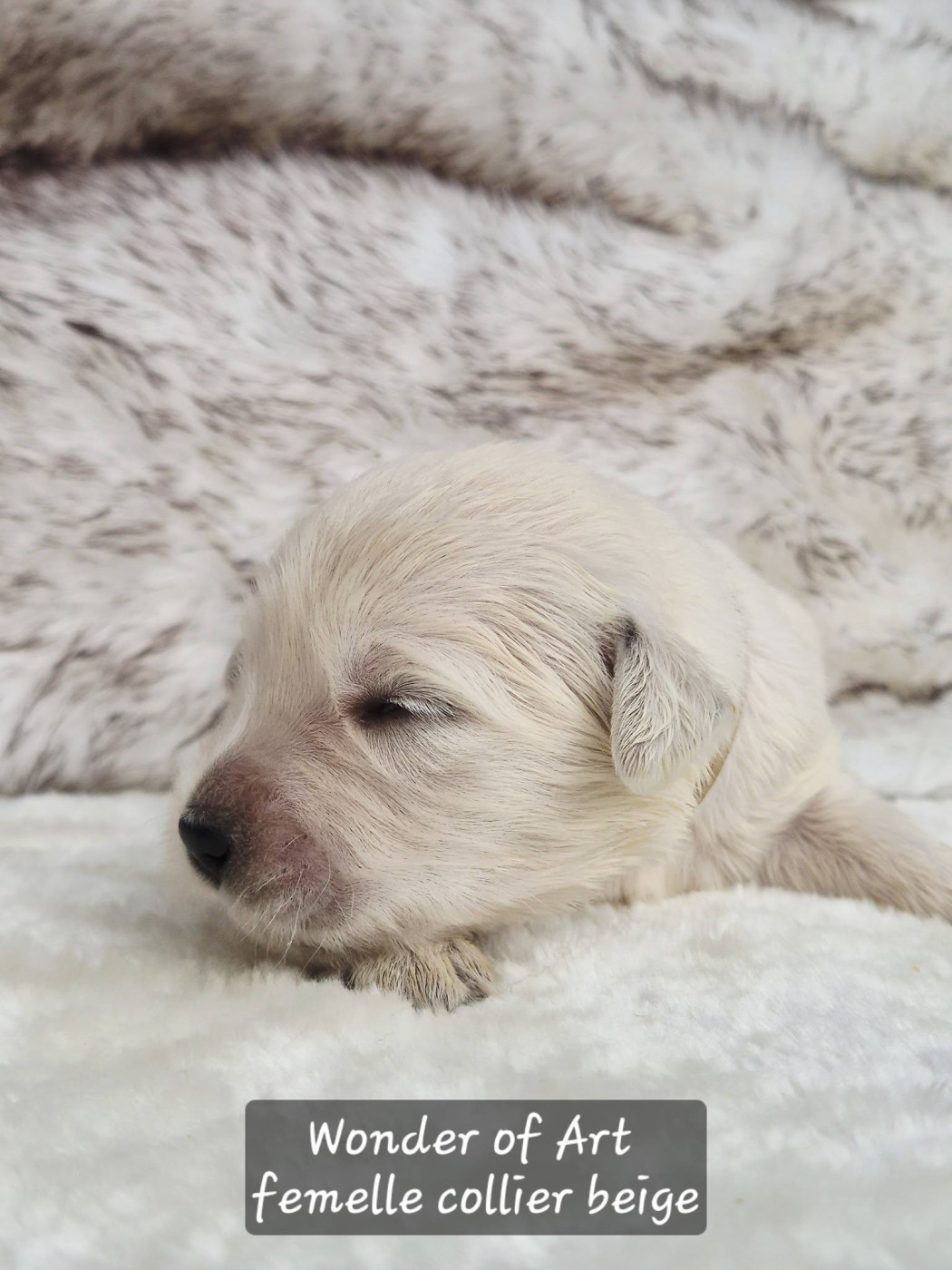 Wonder of Art - Chiots disponibles - Golden Retriever