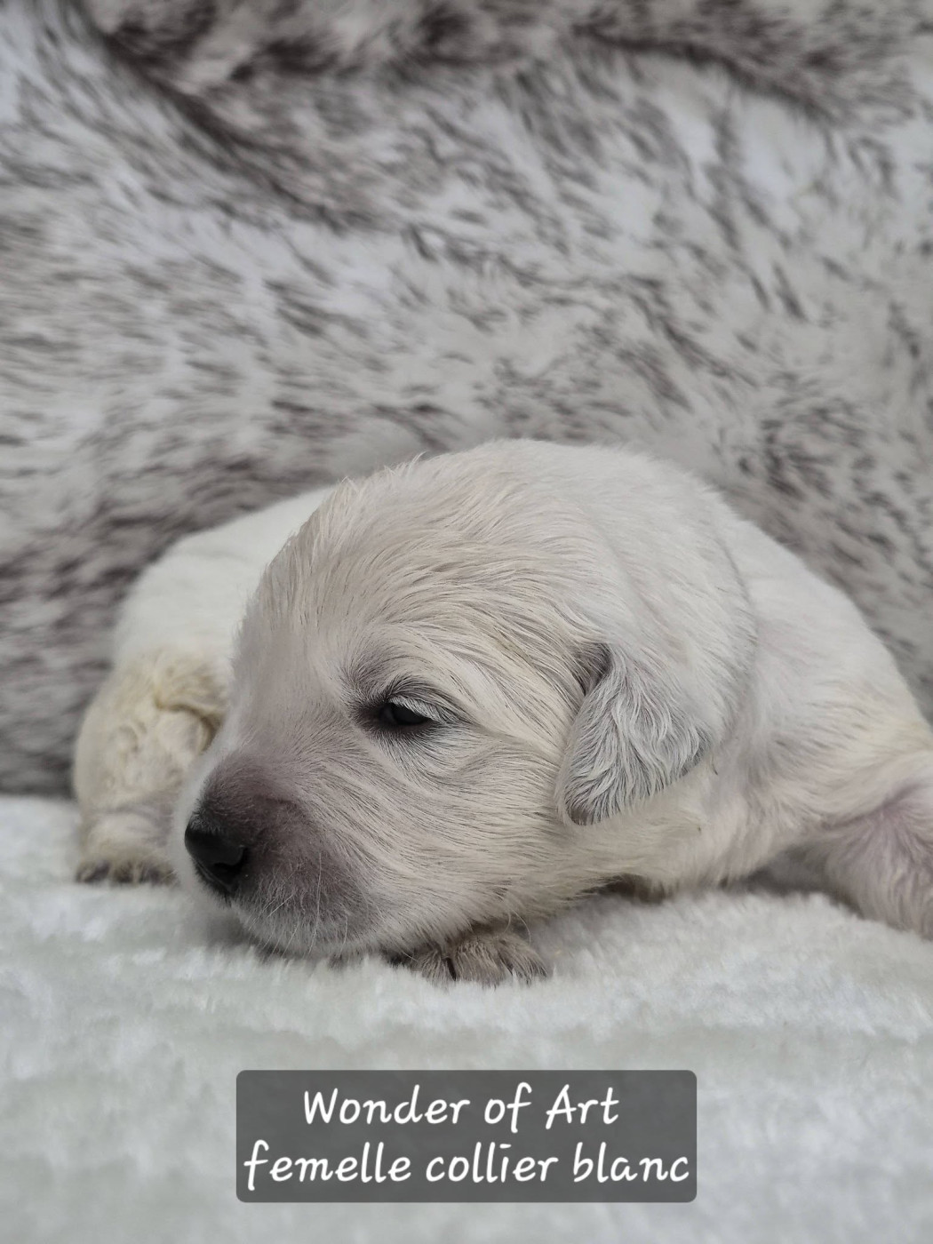 Wonder of Art - Chiots disponibles - Golden Retriever