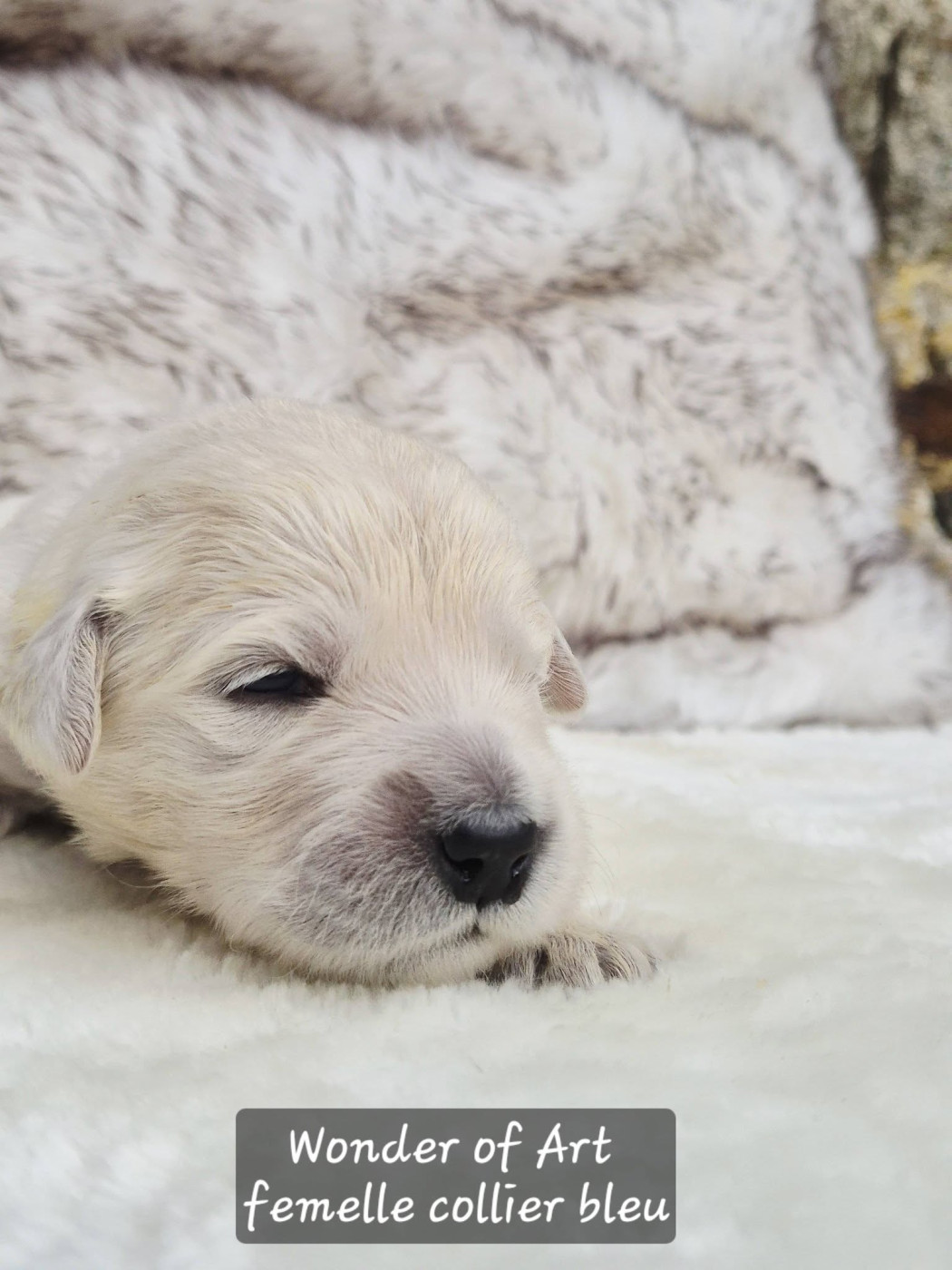 Wonder of Art - Chiots disponibles - Golden Retriever