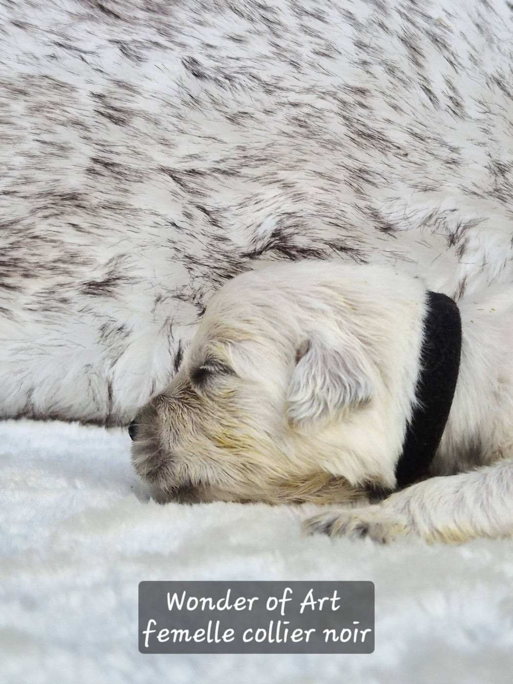 Wonder of Art - Chiots disponibles - Golden Retriever