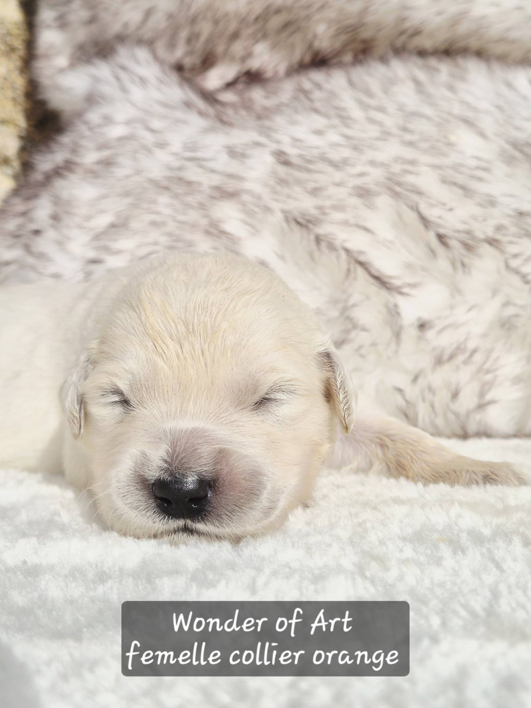 Wonder of Art - Chiots disponibles - Golden Retriever